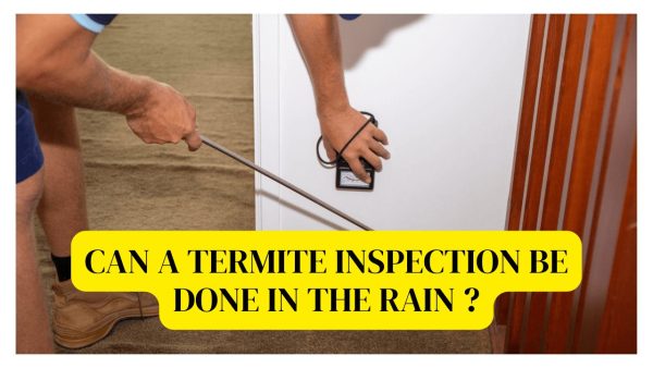 Don’t Let Termites Surprise You Schedule an Inspection Today
